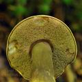 Porphyrellus_porphyrosporus_bk2736