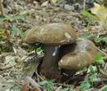 Porphyrellus_porphyrosporus_bs9954