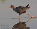 Porphyrio_porphyrio_k4173