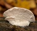 Postia_tephroleuca_cr8252s