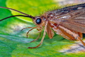 Potamophylax_latipennis_ac5382