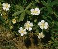 Potentilla_alba_4917