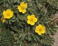 Potentilla_anserina_4919