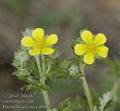 Potentilla_argentea_ab0862