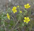 Potentilla_argentea_ab0876