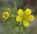 Potentilla_argentea_ab0890