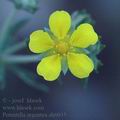 Potentilla_argentea_ah6035