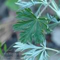 Potentilla_argentea_ah6042