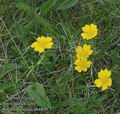 Potentilla_aurea_ab4800