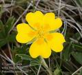 Potentilla_aurea_ab4817