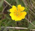 Potentilla_aurea_ab4834