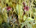 Potentilla_palustris_4709