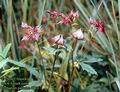 Potentilla_palustris_4710