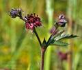 Potentilla_palustris_bu0409