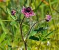 Potentilla_palustris_bu0481