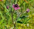 Potentilla_palustris_bu0481