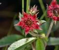 Potentilla_palustris_dd3631