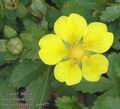 Potentilla_reptans_ab6927