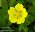 Potentilla_reptans_ab6935