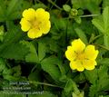 Potentilla_reptans_ab6947