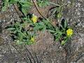 Potentilla_supina_11113