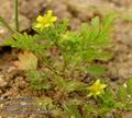 Potentilla_supina_ab6820