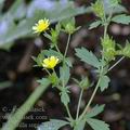 Potentilla_supina_af5655