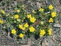 Potentilla_tabernaemontani_10740