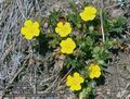 Potentilla_tabernaemontani_10741