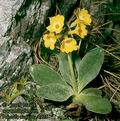 Primula_auricula_4925