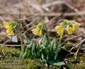 Primula_elatior_11474