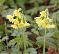 Primula_elatior_aa5736