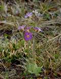 Primula_scandinavica_dd3465