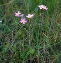 Primula_stricta_4926