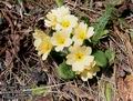 Primula_vulgaris_11466