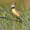 Prinia_flavicans_bb3800