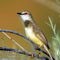 Prinia_flavicans_ed9758