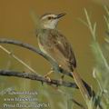 Prinia_flavicans_ed9763