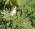 Prinia_gracilis_ph4213