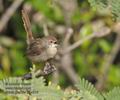 Prinia_gracilis_ph4218