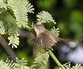 Prinia_gracilis_ph4221