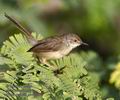 Prinia_gracilis_ph4229