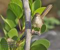 Prinia_gracilis_ph4240