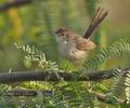 Prinia_gracilis_ph5579