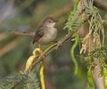 Prinia_gracilis_ph5668