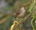 Prinia_gracilis_ph5674