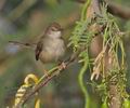 Prinia_gracilis_ph5693