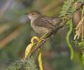 Prinia_gracilis_ph5697