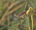 Prinia_gracilis_ph5701