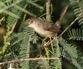 Prinia_gracilis_ph5704